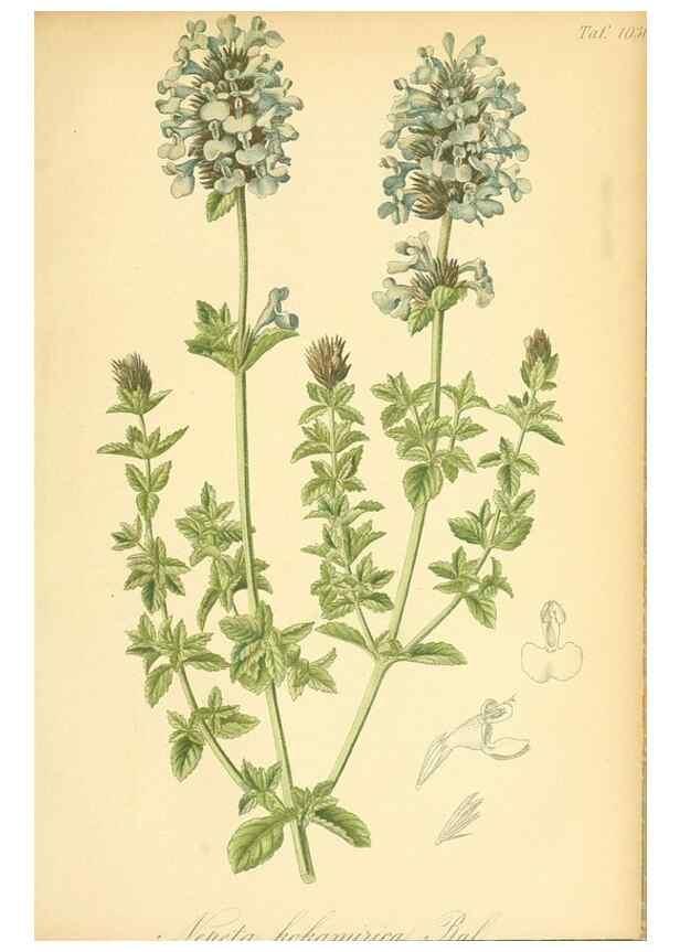 Reproducción/Reproduction 49717088977: Gartenflora.. Erlangen :F. Enke,1852-1940.. 