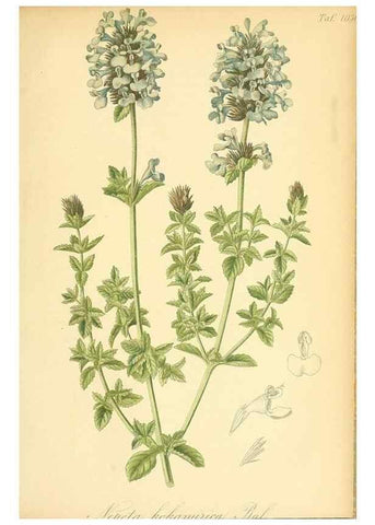 Reproducción/Reproduction 49717088977: Gartenflora.. Erlangen :F. Enke,1852-1940.. 