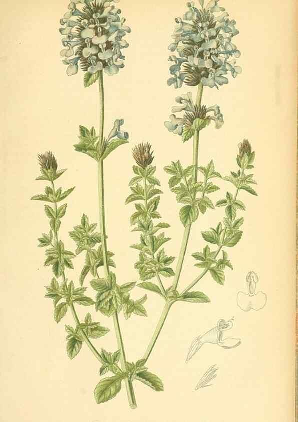 Reproducción/Reproduction 49717088977: Gartenflora.. Erlangen :F. Enke,1852-1940.. 
