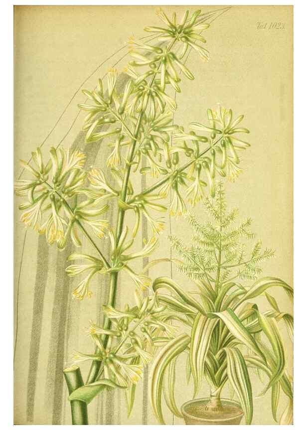 Reproducción/Reproduction 49716771836: Gartenflora.. Erlangen :F. Enke,1852-1940.. 