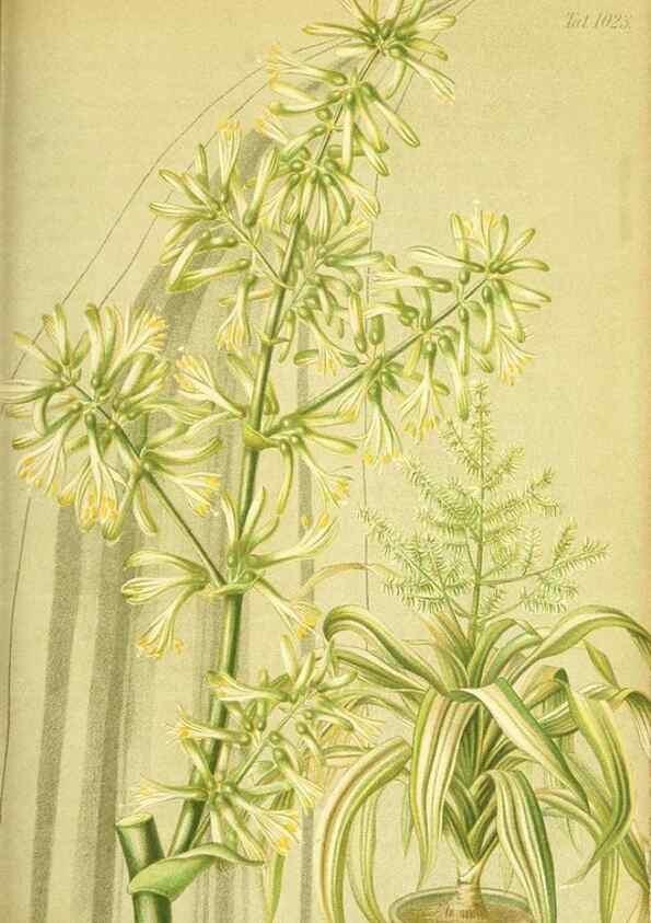 Reproducción/Reproduction 49716771836: Gartenflora.. Erlangen :F. Enke,1852-1940.. 