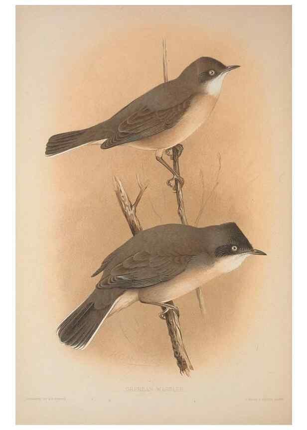 Reproducción/Reproduction 49716321778: The British warblers :. London :R.H. Porter ...,1907-1914.. 