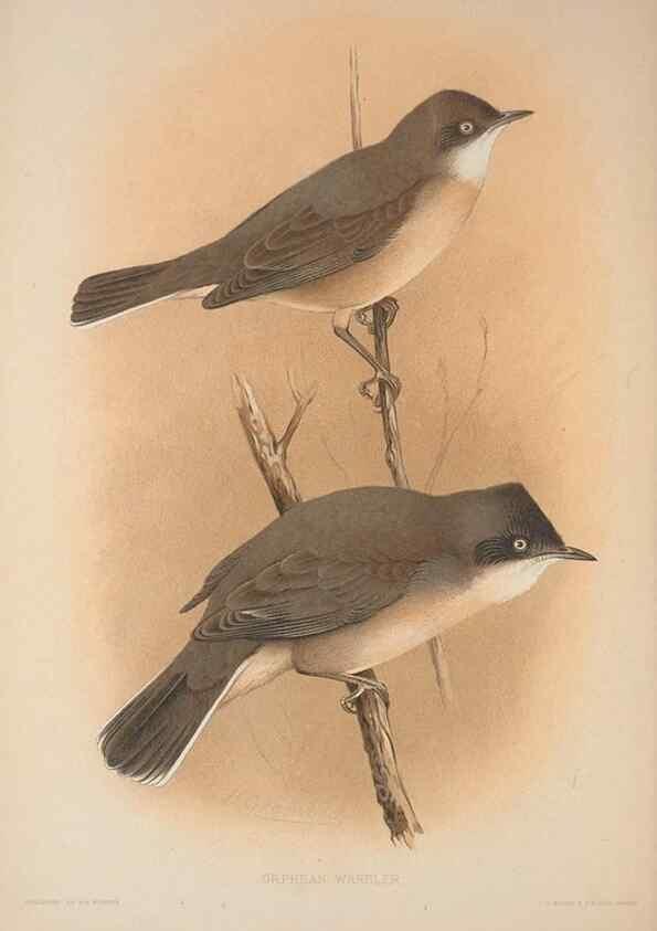 Reproducción/Reproduction 49716321778: The British warblers :. London :R.H. Porter ...,1907-1914.. 