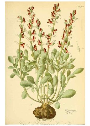 Reproducción/Reproduction 49716612411: Gartenflora.. Erlangen :F. Enke,1852-1940.. 