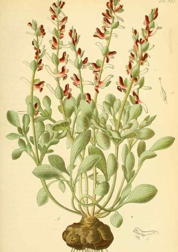 Reproducción/Reproduction 49716612411: Gartenflora.. Erlangen :F. Enke,1852-1940.. 