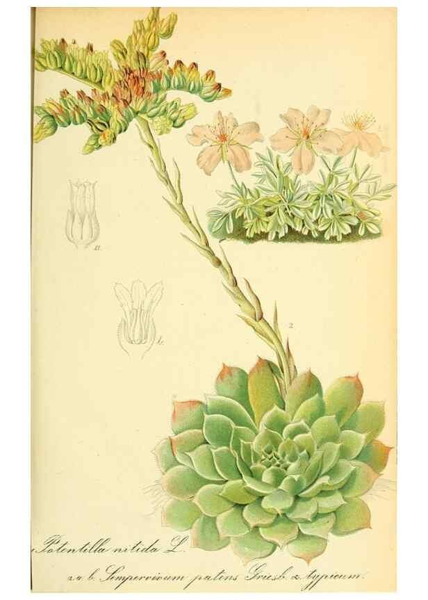 Reproducción/Reproduction 49705906372: Gartenflora.. Erlangen :F. Enke,1852-1940.. 