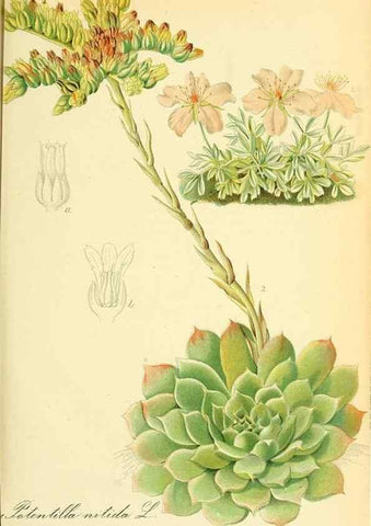 Reproducción/Reproduction 49705906372: Gartenflora.. Erlangen :F. Enke,1852-1940.. 