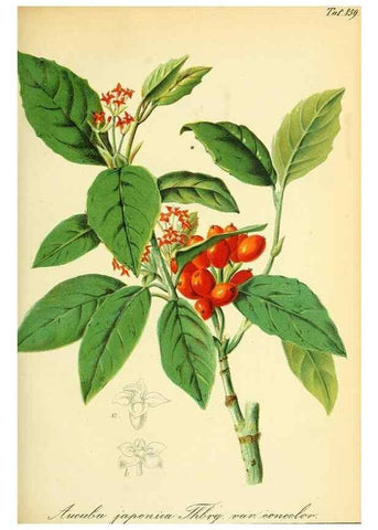 Reproducción/Reproduction 49705054498: Gartenflora.. Erlangen :F. Enke,1852-1940.. 