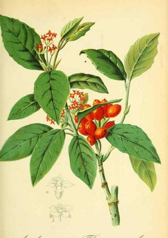 Reproducción/Reproduction 49705054498: Gartenflora.. Erlangen :F. Enke,1852-1940.. 