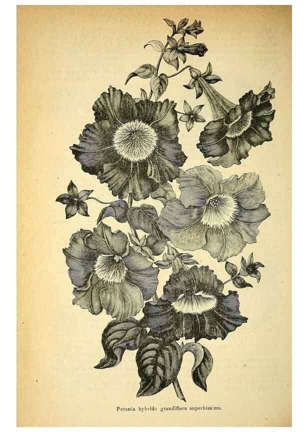 Reproducción/Reproduction 49705055003: Gartenflora.. Erlangen :F. Enke,1852-1940.. 