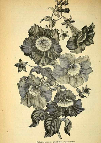 Reproducción/Reproduction 49705055003: Gartenflora.. Erlangen :F. Enke,1852-1940.. 