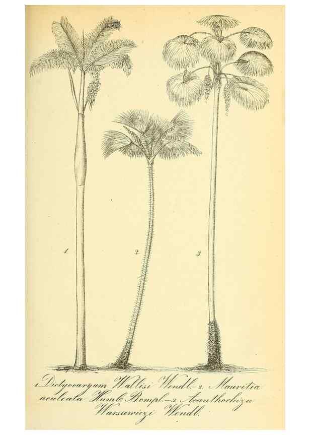 Reproducción/Reproduction 49705907512: Gartenflora.. Erlangen :F. Enke,1852-1940.. 