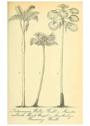 Reproducción/Reproduction 49705907512: Gartenflora.. Erlangen :F. Enke,1852-1940.. 