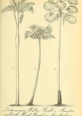 Reproducción/Reproduction 49705907512: Gartenflora.. Erlangen :F. Enke,1852-1940.. 
