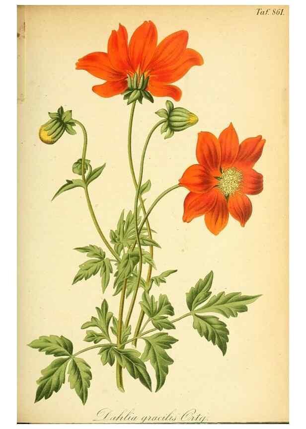 Reproducción/Reproduction 49705907702: Gartenflora.. Erlangen :F. Enke,1852-1940.. 