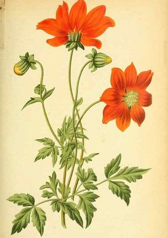 Reproducción/Reproduction 49705907702: Gartenflora.. Erlangen :F. Enke,1852-1940.. 