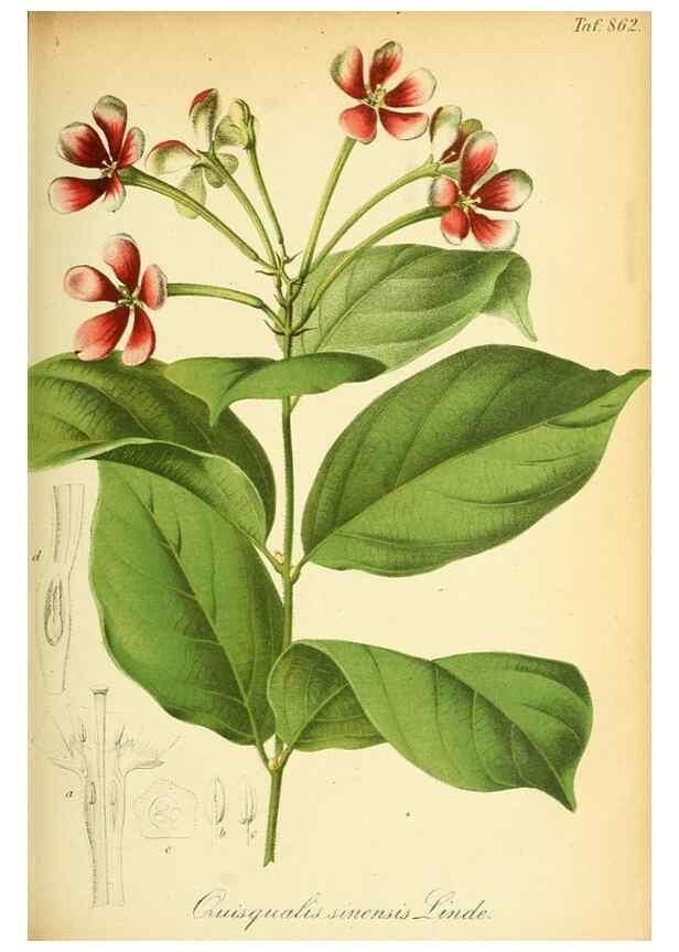 Reproducción/Reproduction 49705907917: Gartenflora.. Erlangen :F. Enke,1852-1940.. 