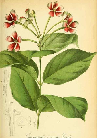 Reproducción/Reproduction 49705907917: Gartenflora.. Erlangen :F. Enke,1852-1940.. 
