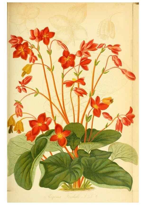 Reproducción/Reproduction 49705908597: Gartenflora.. Erlangen :F. Enke,1852-1940.. 