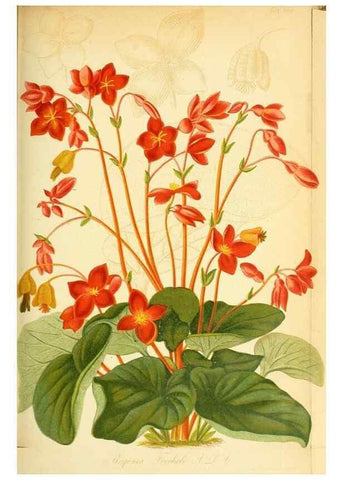 Reproducción/Reproduction 49705908597: Gartenflora.. Erlangen :F. Enke,1852-1940.. 