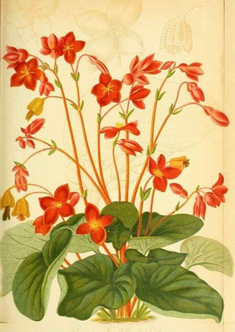 Reproducción/Reproduction 49705908597: Gartenflora.. Erlangen :F. Enke,1852-1940.. 