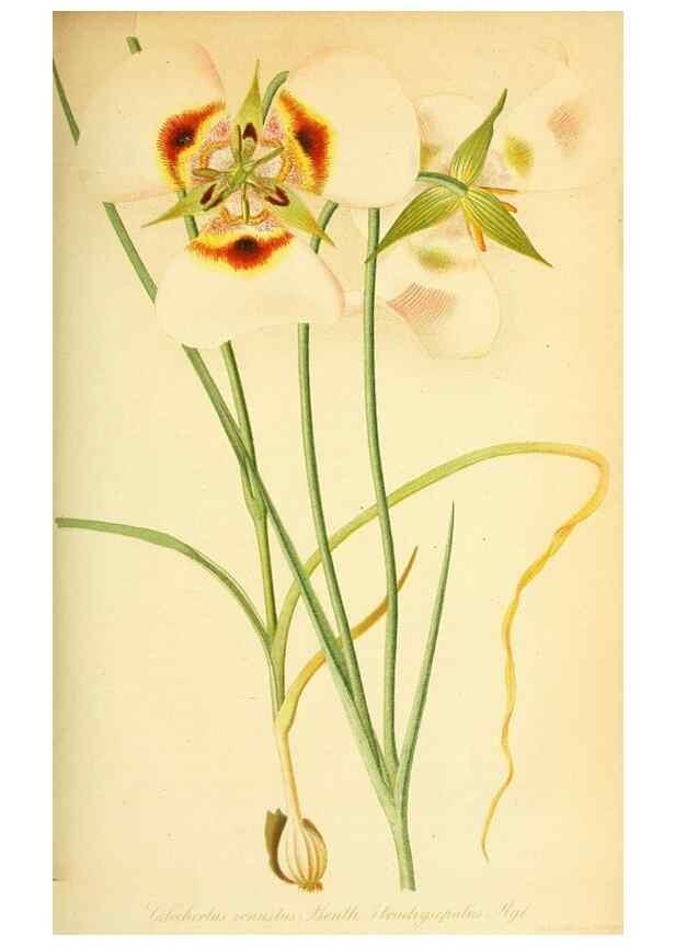 Reproducción/Reproduction 49705908857: Gartenflora.. Erlangen :F. Enke,1852-1940.. 