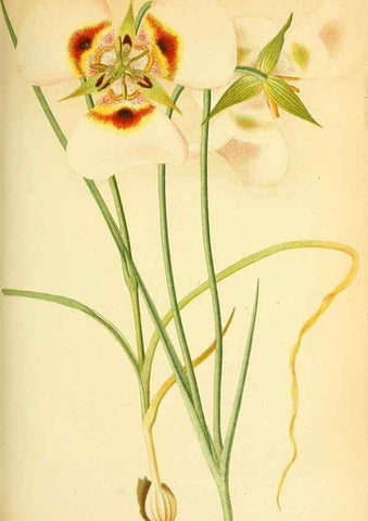 Reproducción/Reproduction 49705908857: Gartenflora.. Erlangen :F. Enke,1852-1940.. 