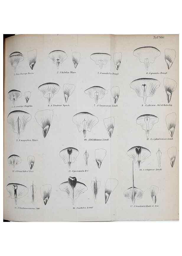 Reproducción/Reproduction 49705056878: Gartenflora.. Erlangen :F. Enke,1852-1940.. 