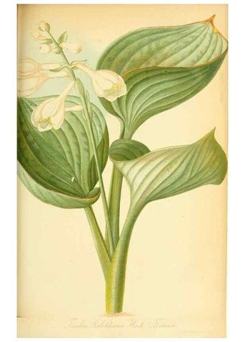 Reproducción/Reproduction 49705591261: Gartenflora.. Erlangen :F. Enke,1852-1940.. 