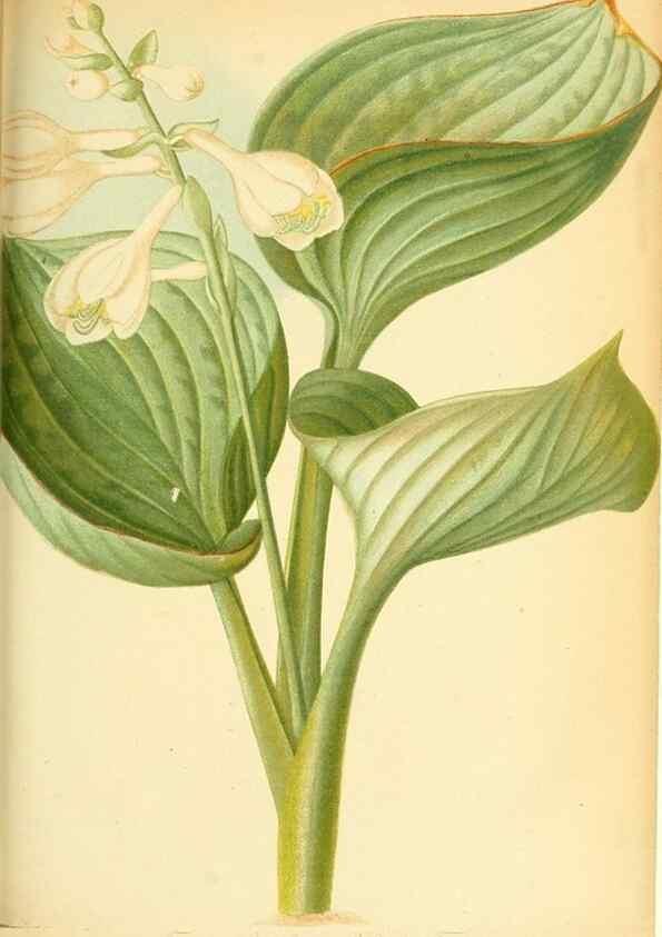 Reproducción/Reproduction 49705591261: Gartenflora.. Erlangen :F. Enke,1852-1940.. 