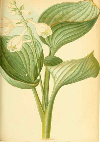 Reproducción/Reproduction 49705591261: Gartenflora.. Erlangen :F. Enke,1852-1940.. 