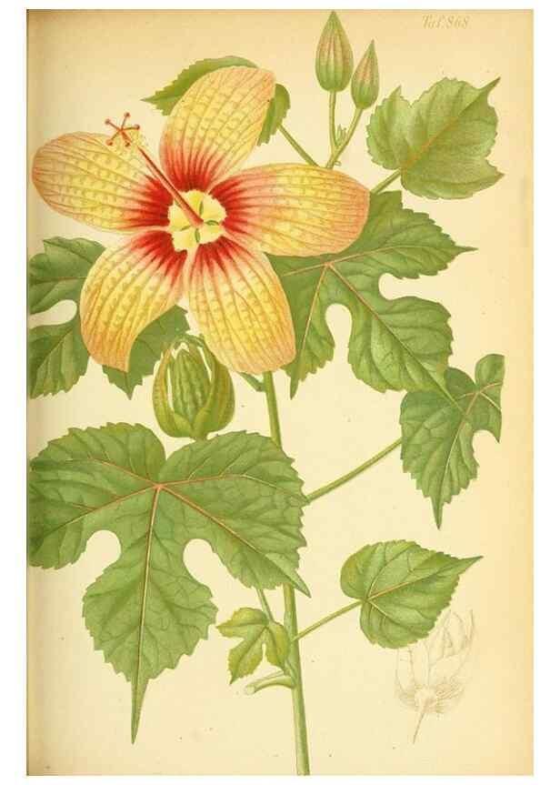 Reproducción/Reproduction 49705591496: Gartenflora.. Erlangen :F. Enke,1852-1940.. 