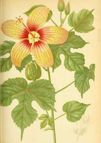 Reproducción/Reproduction 49705591496: Gartenflora.. Erlangen :F. Enke,1852-1940.. 