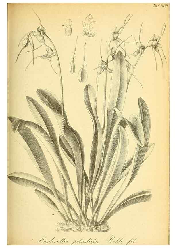 Reproducción/Reproduction 49705591761: Gartenflora.. Erlangen :F. Enke,1852-1940.. 