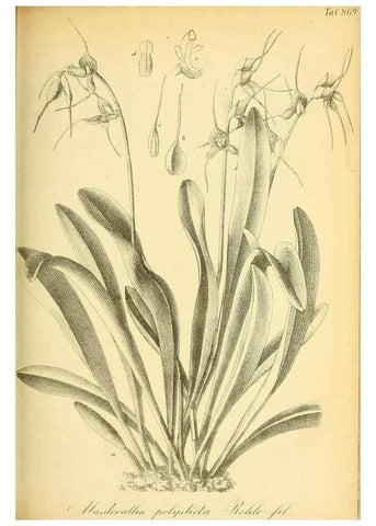Reproducción/Reproduction 49705591761: Gartenflora.. Erlangen :F. Enke,1852-1940.. 