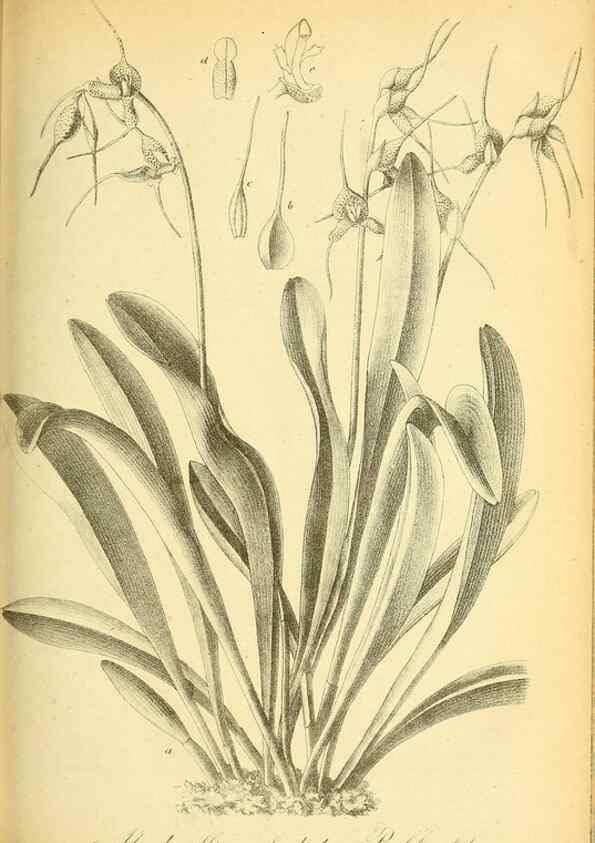 Reproducción/Reproduction 49705591761: Gartenflora.. Erlangen :F. Enke,1852-1940.. 