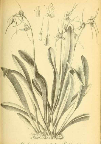 Reproducción/Reproduction 49705591761: Gartenflora.. Erlangen :F. Enke,1852-1940.. 