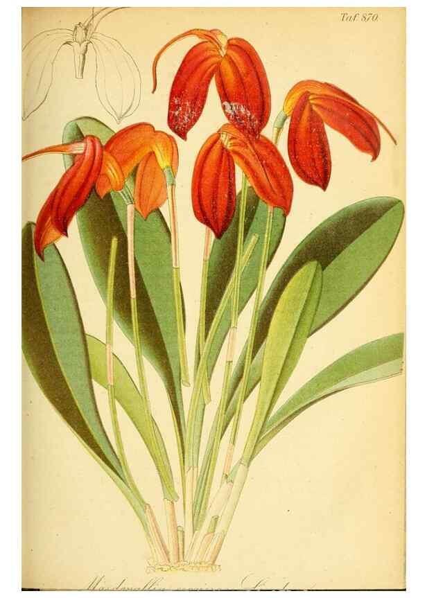 Reproducción/Reproduction 49705057893: Gartenflora.. Erlangen :F. Enke,1852-1940.. 
