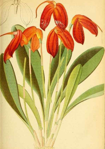Reproducción/Reproduction 49705057893: Gartenflora.. Erlangen :F. Enke,1852-1940.. 
