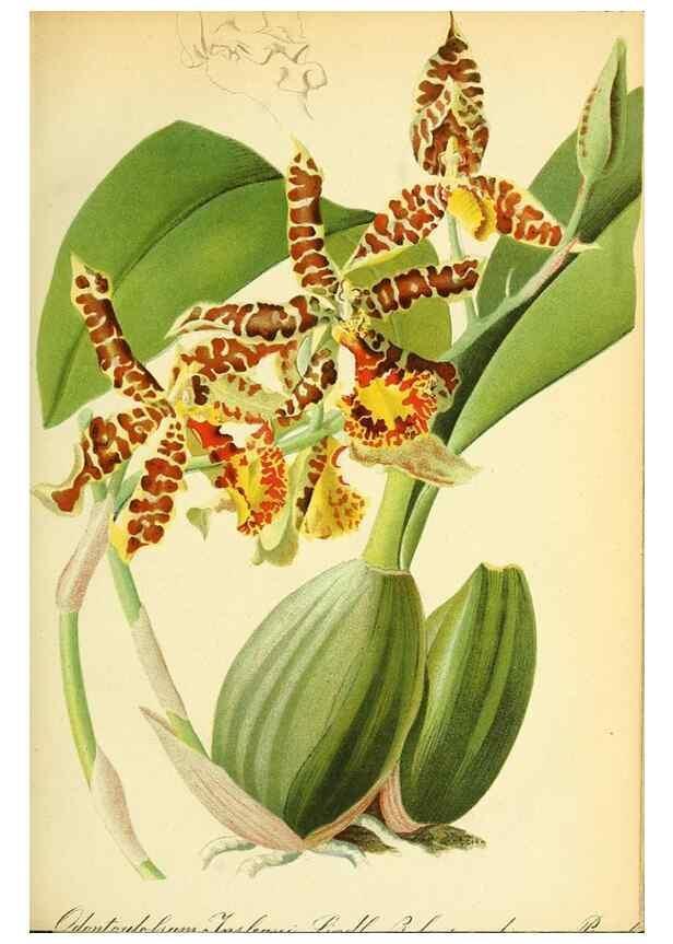 Reproducción/Reproduction 49705588036: Gartenflora.. Erlangen :F. Enke,1852-1940.. 