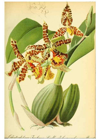 Reproducción/Reproduction 49705588036: Gartenflora.. Erlangen :F. Enke,1852-1940.. 
