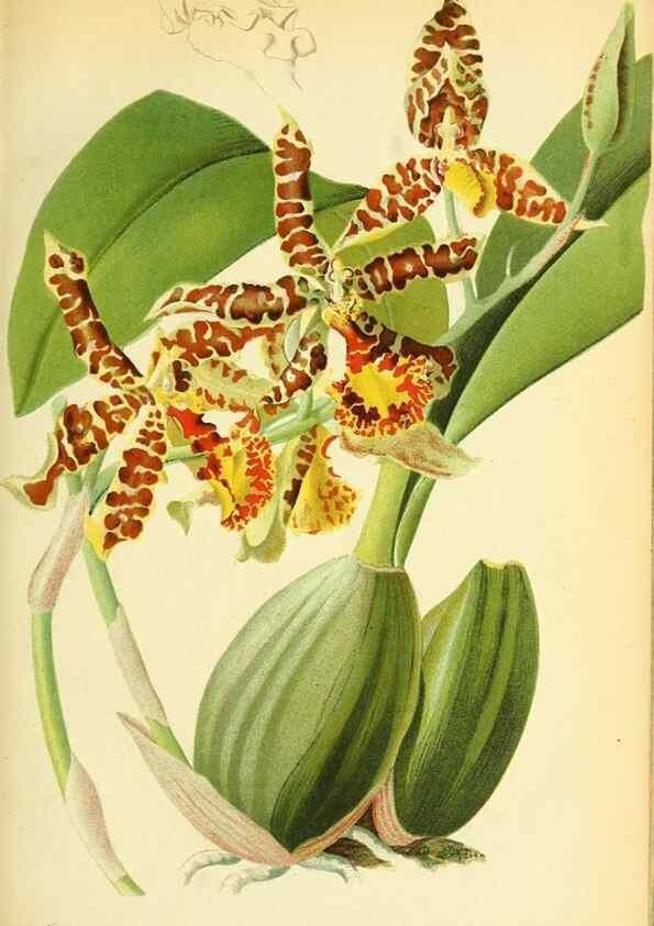 Reproducción/Reproduction 49705588036: Gartenflora.. Erlangen :F. Enke,1852-1940.. 