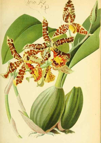 Reproducción/Reproduction 49705588036: Gartenflora.. Erlangen :F. Enke,1852-1940.. 