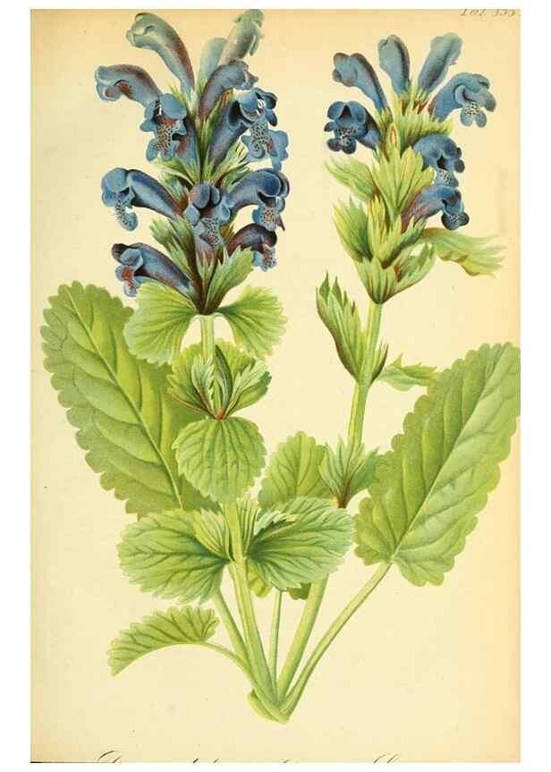 Reproducción/Reproduction 49705587811: Gartenflora.. Erlangen :F. Enke,1852-1940.. 