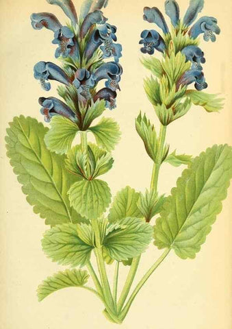 Reproducción/Reproduction 49705587811: Gartenflora.. Erlangen :F. Enke,1852-1940.. 