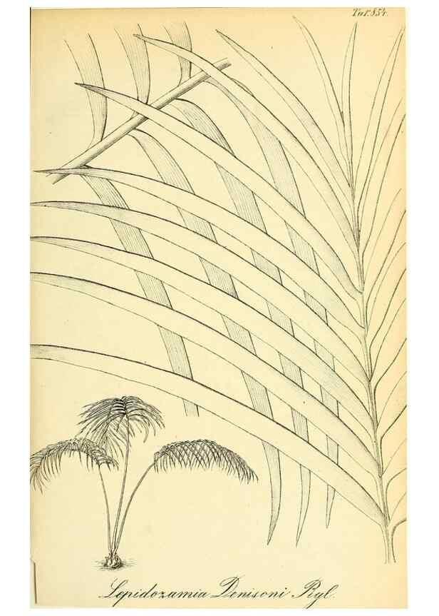 Reproducción/Reproduction 49705053438: Gartenflora.. Erlangen :F. Enke,1852-1940.. 