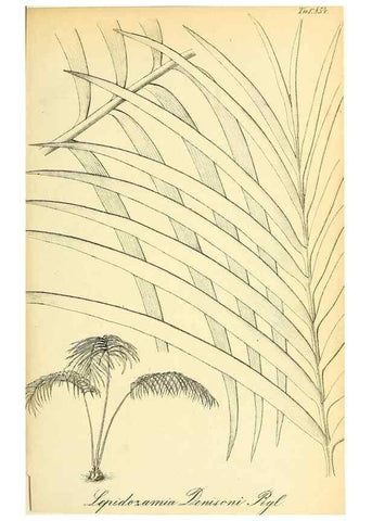 Reproducción/Reproduction 49705053438: Gartenflora.. Erlangen :F. Enke,1852-1940.. 