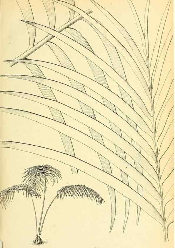 Reproducción/Reproduction 49705053438: Gartenflora.. Erlangen :F. Enke,1852-1940.. 