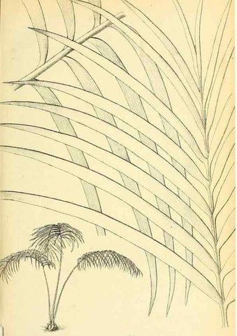Reproducción/Reproduction 49705053438: Gartenflora.. Erlangen :F. Enke,1852-1940.. 