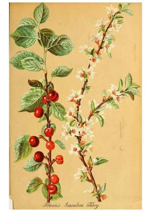Reproducción/Reproduction 49705586971: Gartenflora.. Erlangen :F. Enke,1852-1940.. 